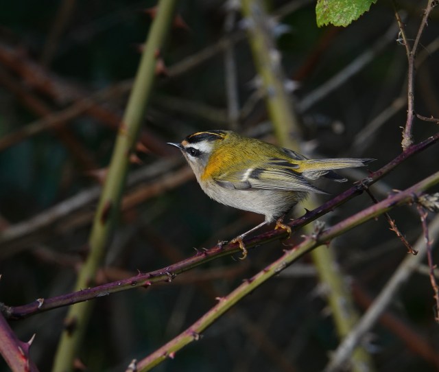 4BA9ED5F-FFD2-4525-8B66-8B77939A30F1