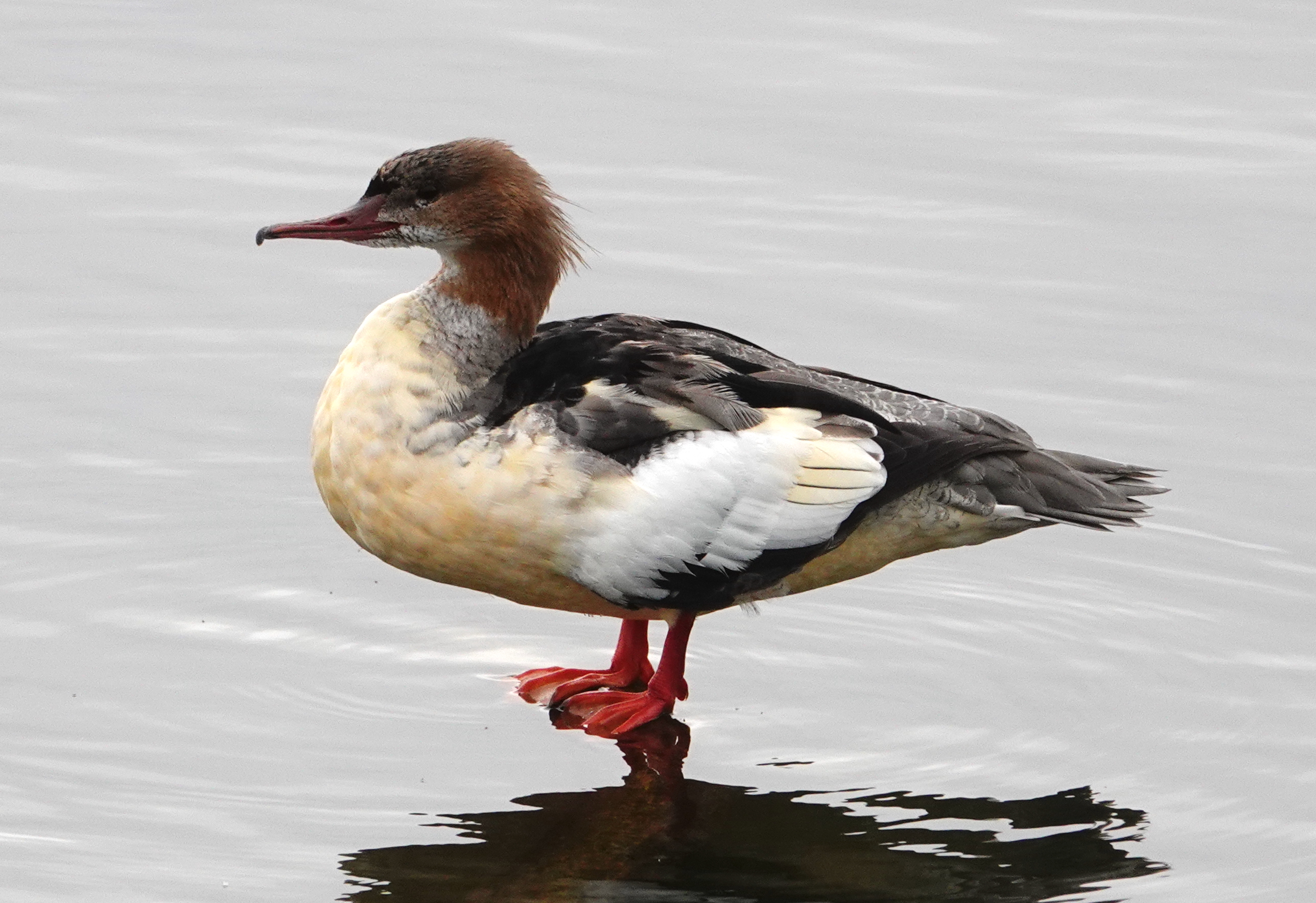 Cardiff Bay – Glamorgan Bird Club