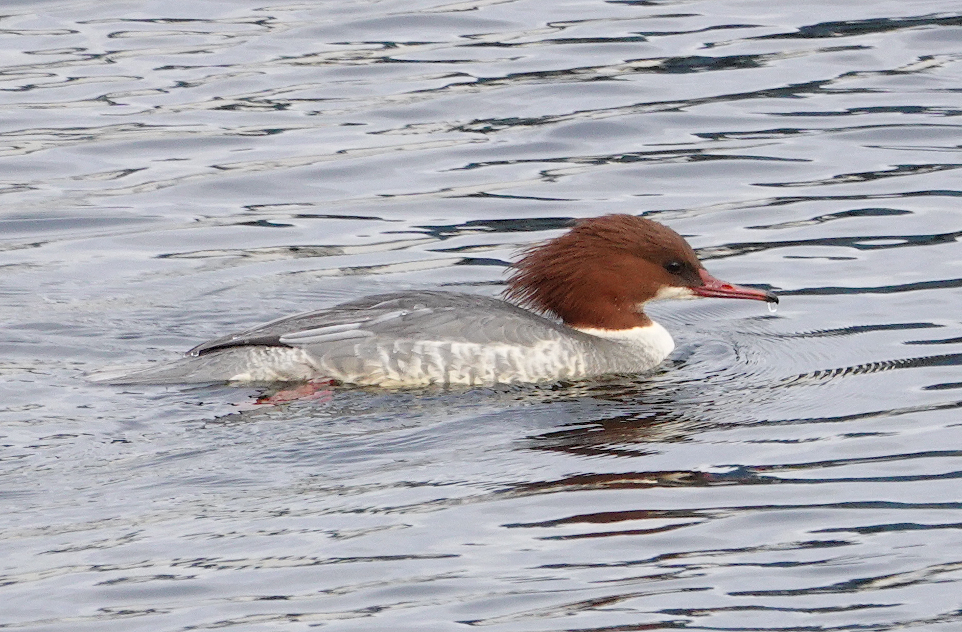 Cardiff Bay – Glamorgan Bird Club