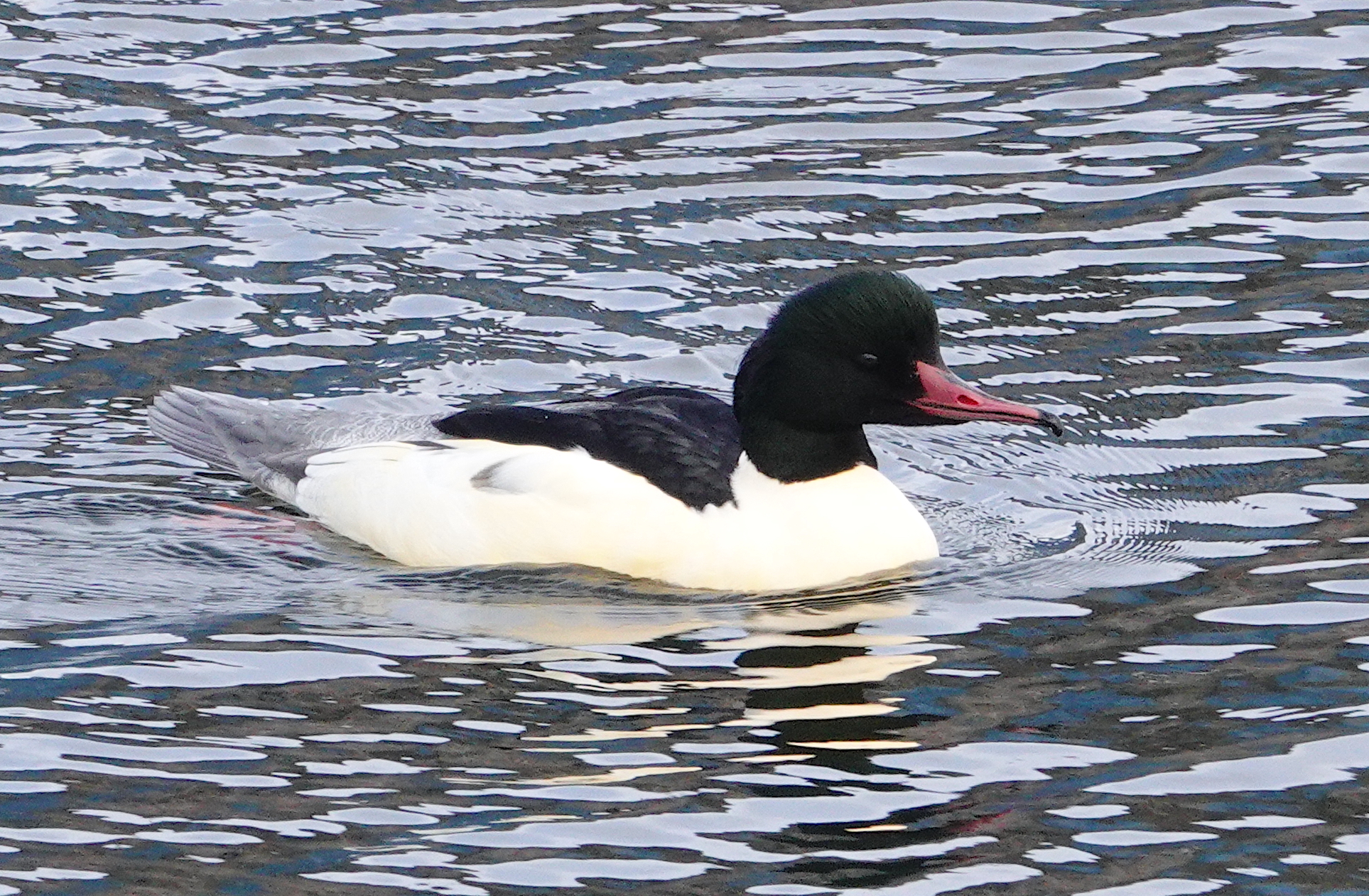 Cardiff Bay – Glamorgan Bird Club
