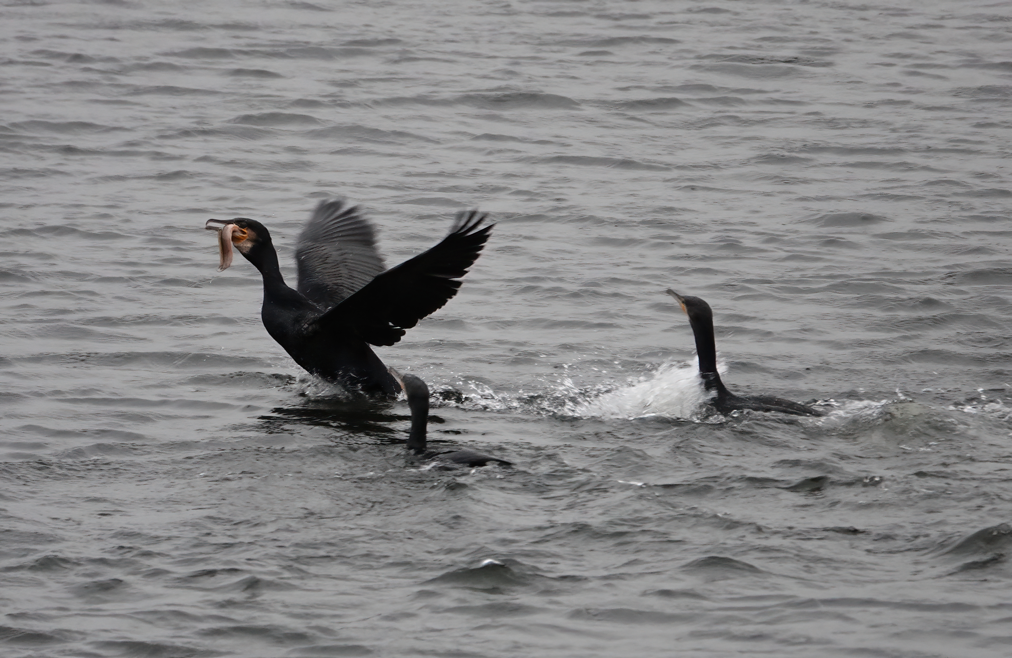 Cardiff Bay – Glamorgan Bird Club