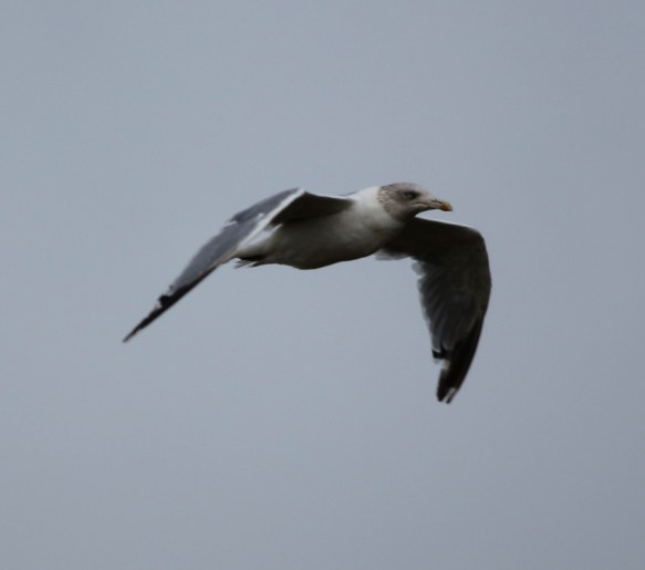 Azoren Yellow Legged Gull – Glamorgan Bird Club