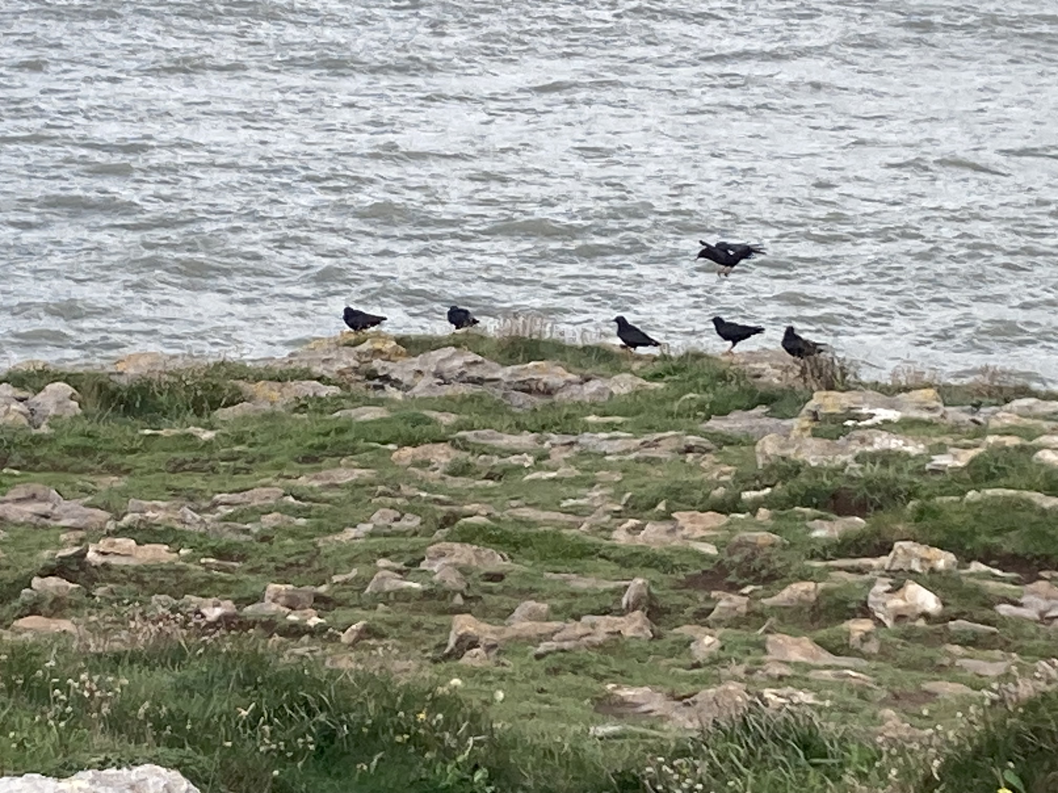 Locks Common Porthcawl Bird Club
