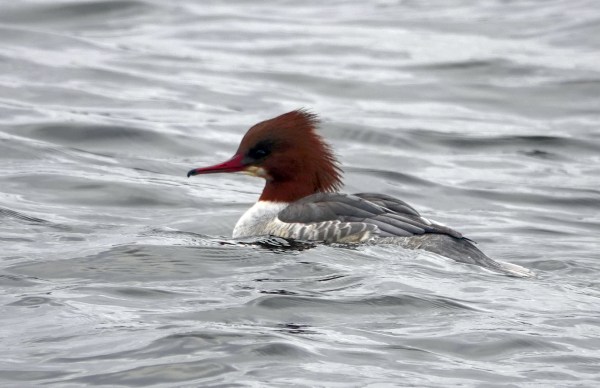 Cardiff Bay barrage & Barry Docks – Glamorgan Bird Club