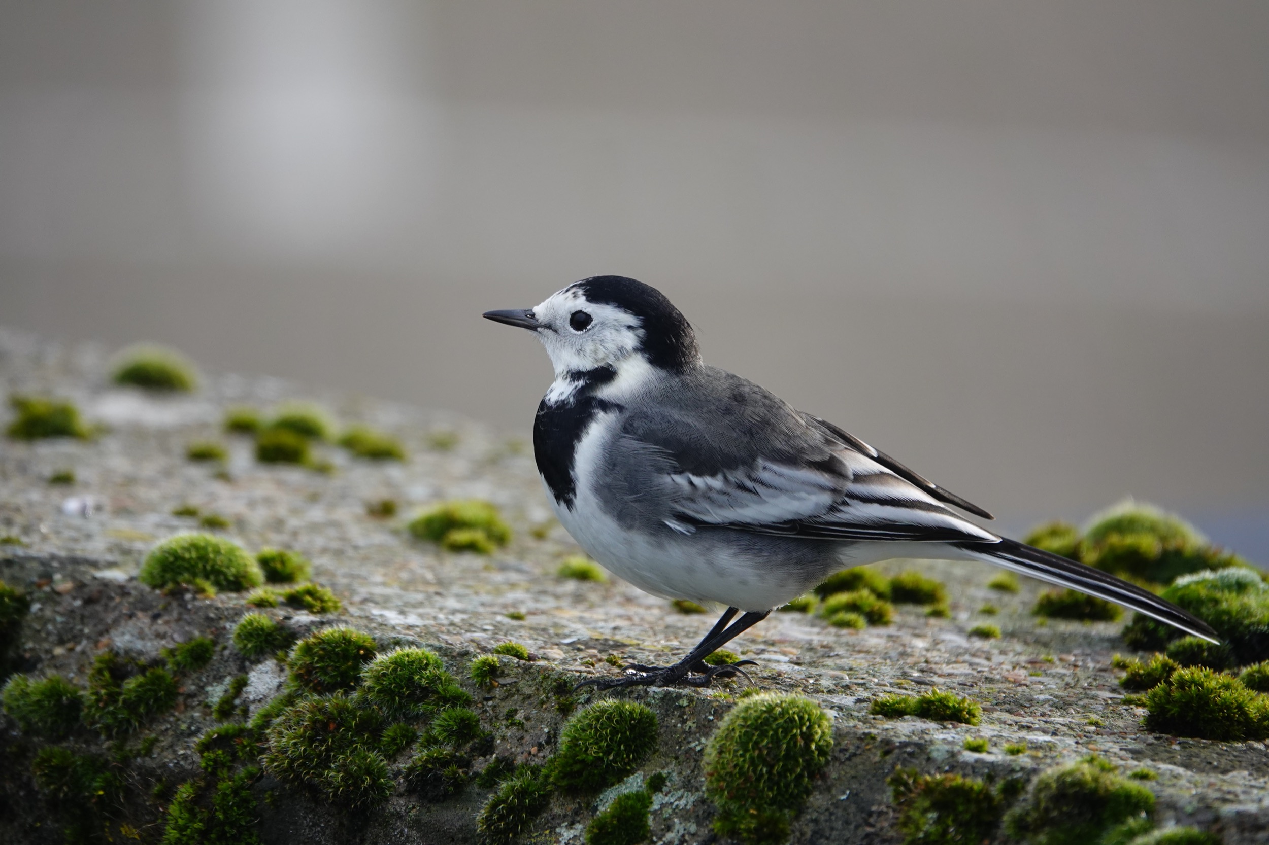 Cardiff Bay Barrage – Glamorgan Bird Club