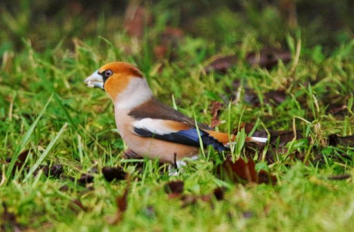 Hawfinch