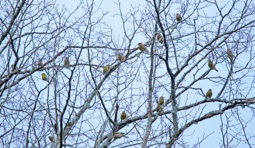 Greenfinches
