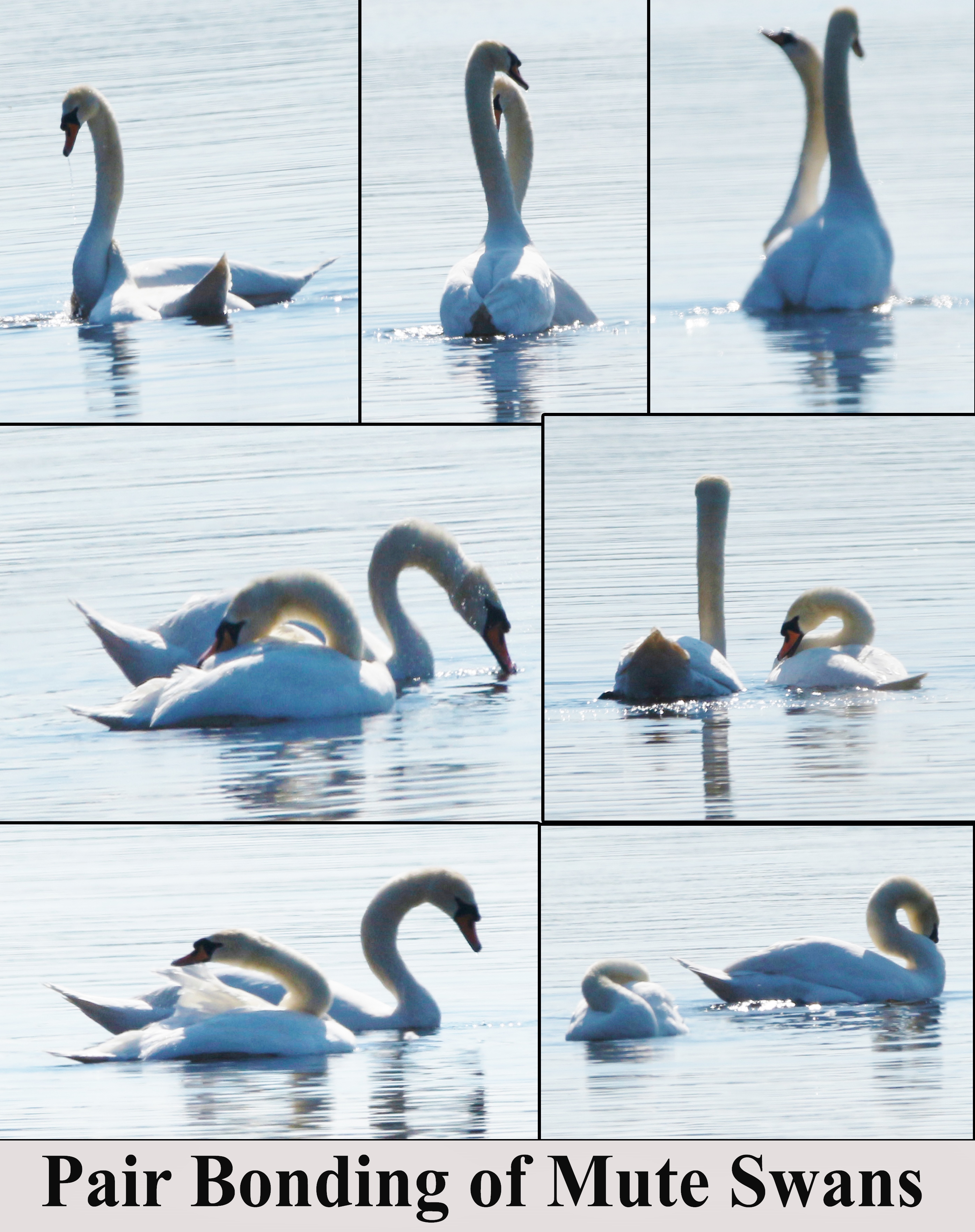 Pair Of Mute Swan Doing A Bonding Dance Glamorgan Bird Club pair-of-mute-swan-doing-a-bonding-dance-glamorgan-bird-club