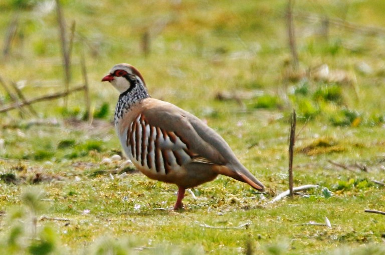 While scout woods near RSPB Minsmere – Glamorgan Bird Club