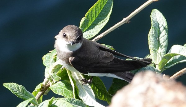 Cardiff Bay Barrage 2nd Apr – Glamorgan Bird Club